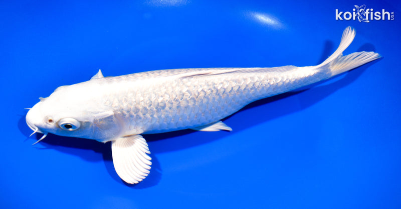 11" GINRIN PLATINUM OGON