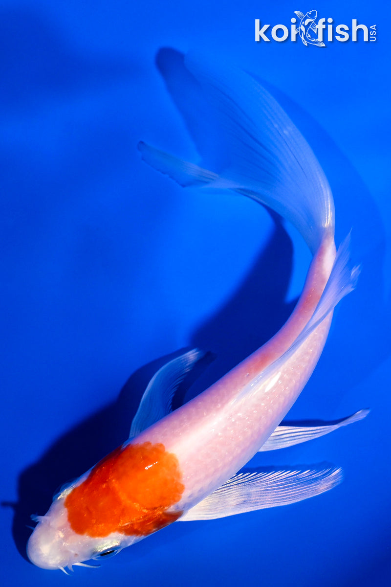 5.75" HARIWAKE BUTTERFLY