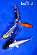 PACK OF (5) 3.75-4.25" STANDARD KOI
