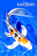 9.25" YAMATO NISHIKI BUTTERFLY