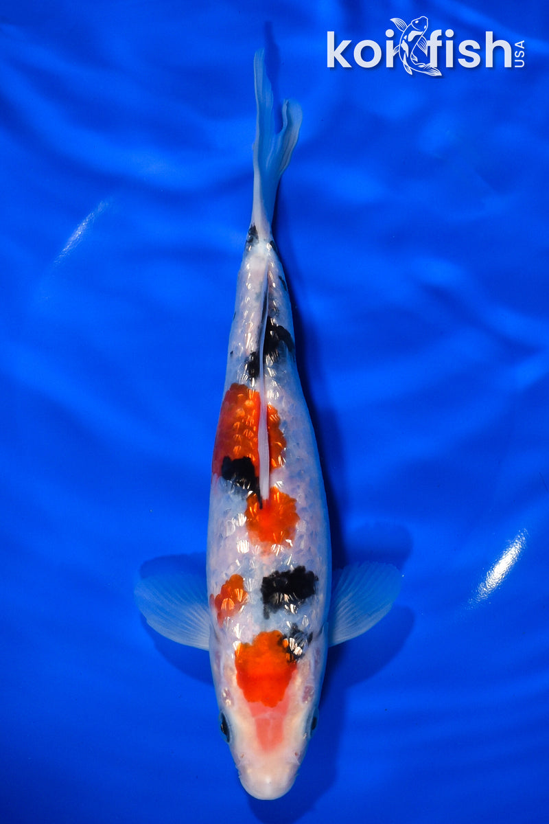 8.25" GINRIN MARUTEN SANKE