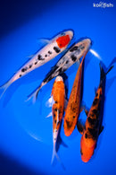 PACK OF (5) 5-6" STANDARD KOI