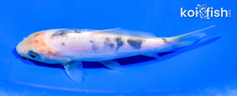 5.25" DOITSU SANKE