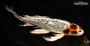 10.25" GINRIN KUJAKU BUTTERFLY