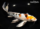9.5" YAMATO NISHIKI BUTTERFLY