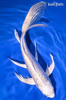 10.75" GINRIN PLATINUM OGON BUTTERFLY