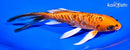 6.75" ARAGOKE ORENJI MATSUBA BUTTERFLY