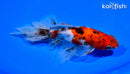 6.75" CALICO WATONAI GOLDFISH