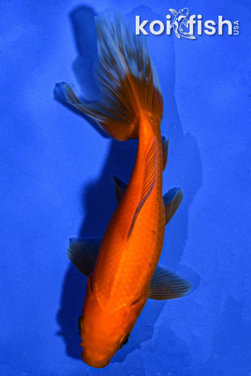 5.5" WAKIN GOLDFISH