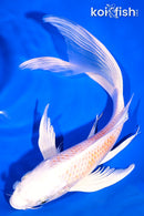 9.75" LEMON HARIWAKE BUTTERFLY