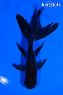 5.25" PANDA WATONAI GOLDFISH