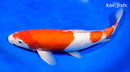 13.5" KOHAKU