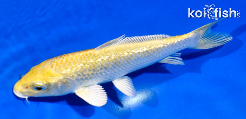 5" GINRIN YAMABUKI OGON