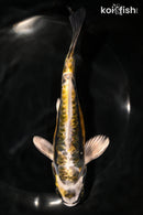 7" KIN KIKOKURYU