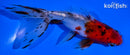 4.5" CALICO WATONAI GOLDFISH
