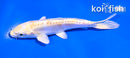 4.5" DOITSU LEMON HARIWAKE
