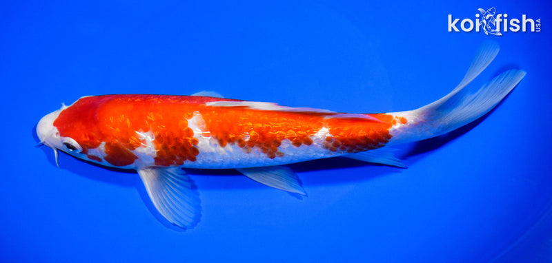 9.5" GINRIN KOHAKU