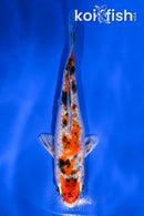 5.5" GINRIN YAMATO NISHIKI