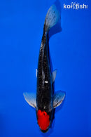 15" TANCHO DOITSU GOSHIKI