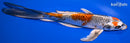 8.75" KUCHIBENI BENI GINGA BUTTERFLY