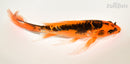 8.75" BENI KIKOKURYU BUTTERFLY