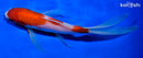 6.5" KOHAKU BUTTERFLY