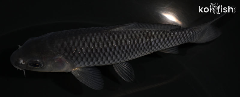 4.25" SORAGOI