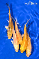 PACK OF (5) 4-5" STANDARD KOI