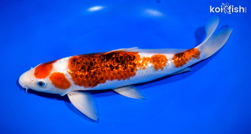 11.75" GINRIN AI GOROMO