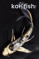 5.75" YAMATO NISHIKI BUTTERFLY