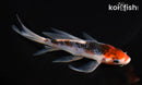 6" HI ASAGI BUTTERFLY