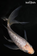 5.75" GINRIN SORAGOI BUTTERFLY