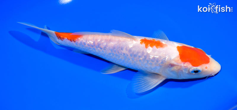 8.5" GINRIN KOHAKU