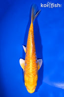 7.75" DOITSU YAMABUKI OGON
