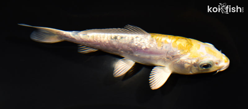 5.25" GINRIN ARAGOKE HEISEI NISHIKI