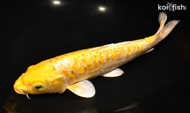 11.25" GINRIN YAMABUKI OGON