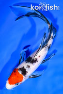 7.75" SANKE BUTTERFLY