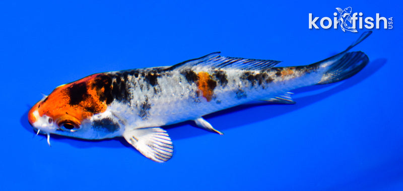 3.75" YAMATO NISHIKI