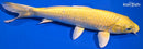 9.5" YAMABUKI OGON