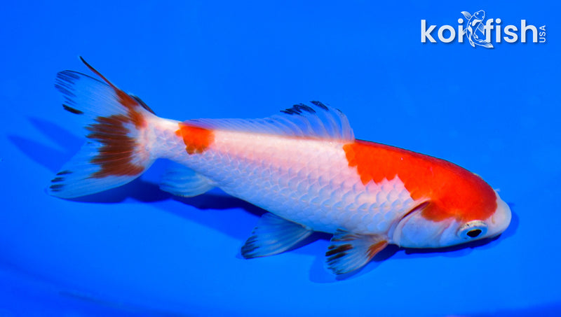 5" WAKIN GOLDFISH