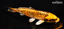 6.5" BENI KIKOKURYU
