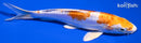 6.75" KIKUSUI