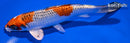6.25" KUJAKU