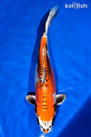 15.75" BENI KIKOKURYU