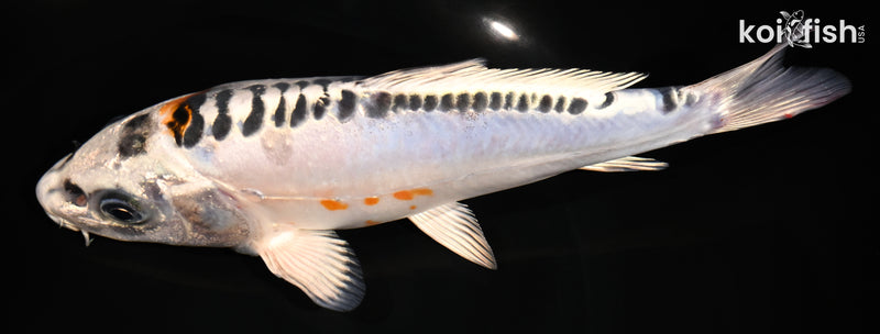7.5" DOITSU KUJAKU