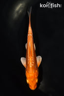 4.5" DOITSU ORENJI OGON