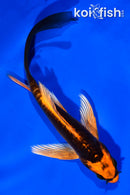 5.5" BENI KIKOKURYU BUTTERFLY