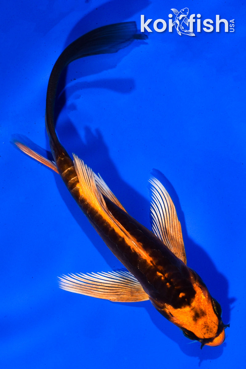 5.5" BENI KIKOKURYU BUTTERFLY