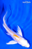 4.75" DOITSU LEMON HARIWAKE BUTTERFLY