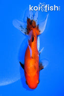 5.75" CALICO WAKIN GOLDFISH